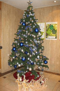 クリスマスツリー　もみの木の理由　大きなクリスマスツリー